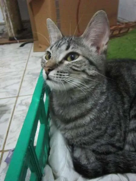 Gato ra a SRD idade 2 a 6 meses nome Carol