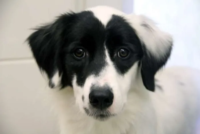 Cachorro ra a SRD idade 3 anos nome Panga