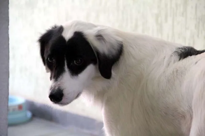 Cachorro ra a SRD idade 3 anos nome Panga