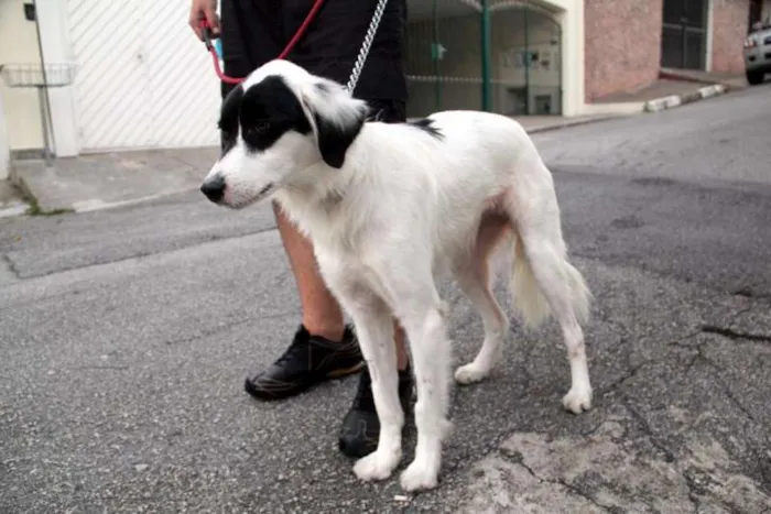 Cachorro ra a SRD idade 3 anos nome Panga