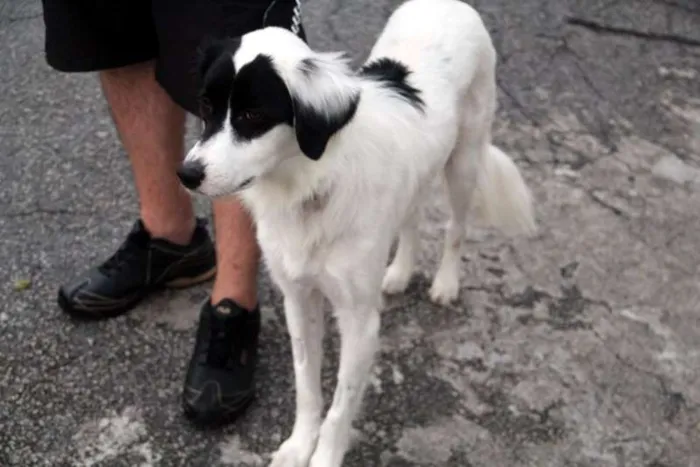 Cachorro ra a SRD idade 3 anos nome Panga