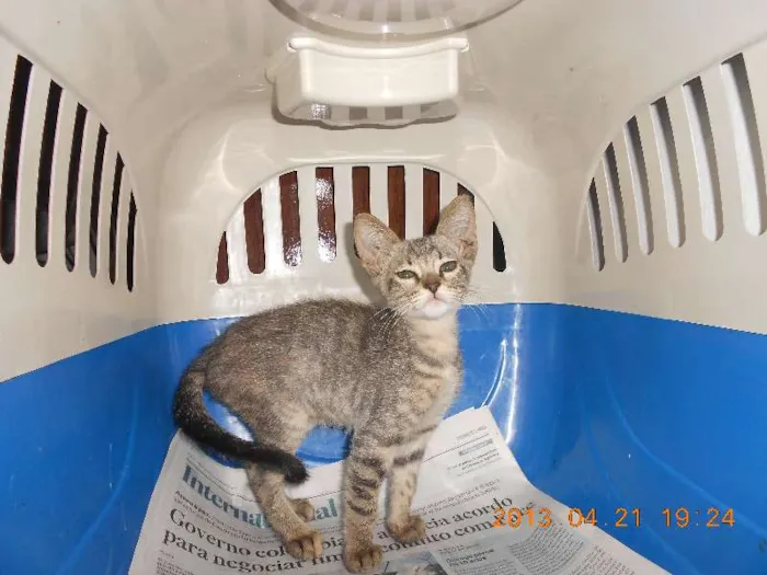 Gato raça SRD idade 2 a 6 meses nome July