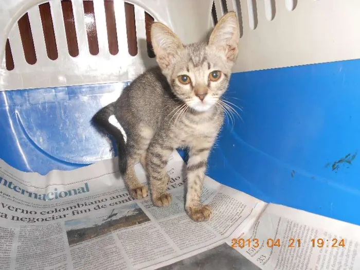 Gato raça SRD idade 2 a 6 meses nome July