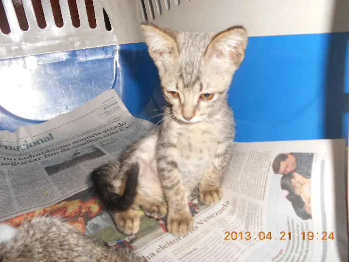 Gato raça SRD idade 2 a 6 meses nome July