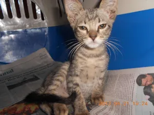Gato raça SRD idade 2 a 6 meses nome July