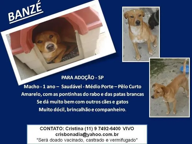 Cachorro ra a SRD idade 1 ano nome Banzé