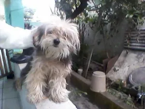 Cachorro raça Yorkshire idade 6 ou mais anos nome PITTY GRATIFICA