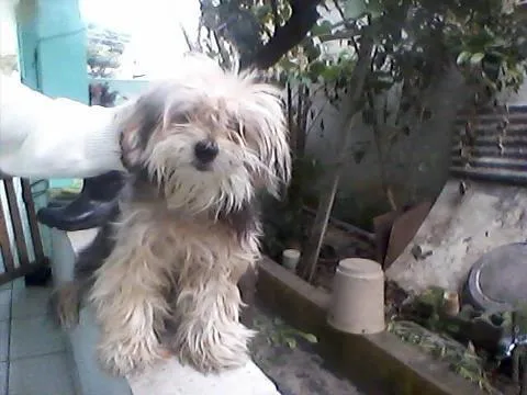 Cachorro ra a Yorkshire idade 6 ou mais anos nome PITTY GRATIFICA