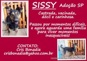 Cachorro raça SRD idade 3 anos nome Sissi