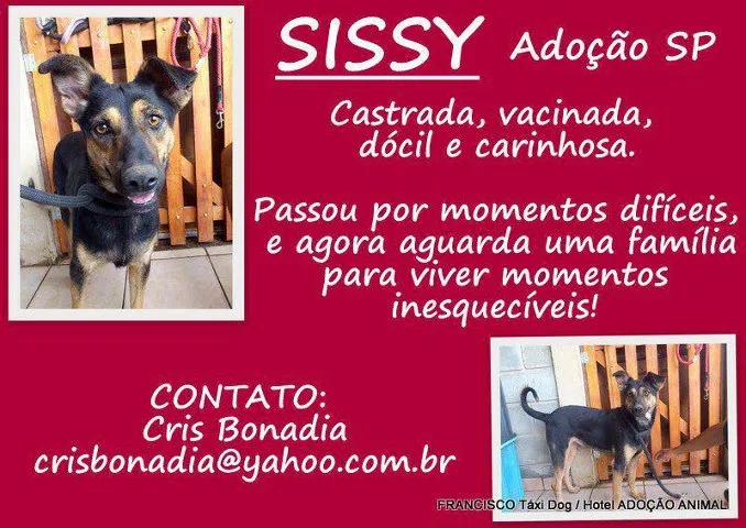 Cachorro ra a SRD idade 3 anos nome Sissi