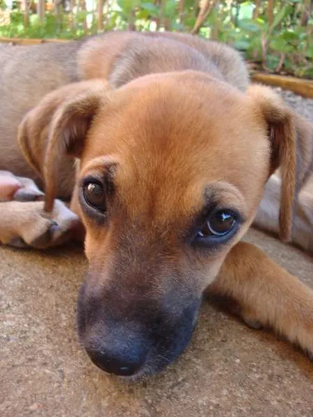 Cachorro ra a SRD idade 2 a 6 meses nome Tica