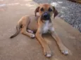 Tica