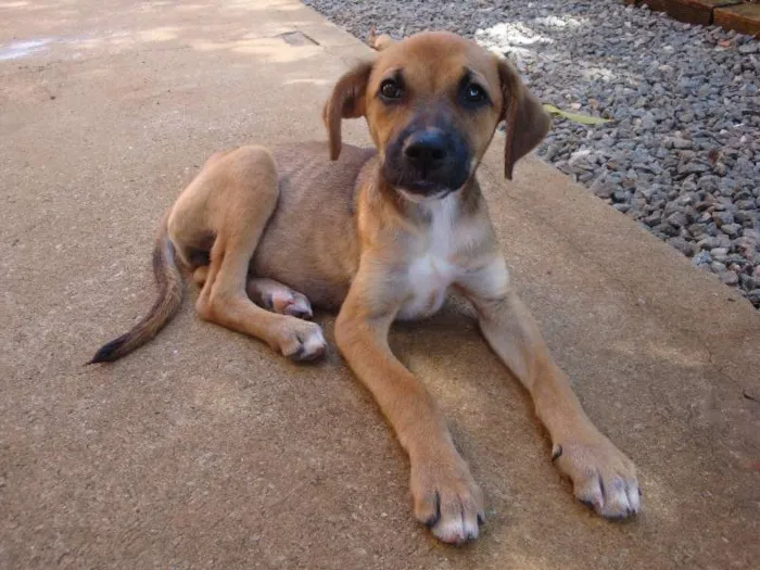 Cachorro ra a SRD idade 2 a 6 meses nome Tica