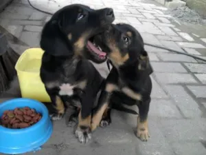 Cachorro raça SRD idade 2 a 6 meses nome GUARUJÁ