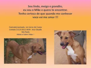 Cachorro raça SRD idade 1 ano nome Mike