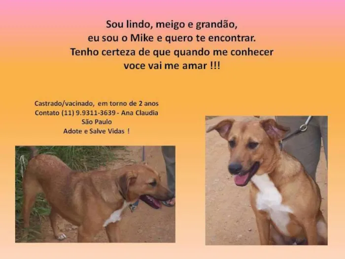 Cachorro ra a SRD idade 1 ano nome Mike