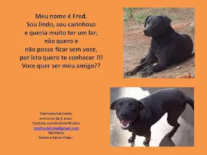 Cachorro raça SRD idade 1 ano nome Fred