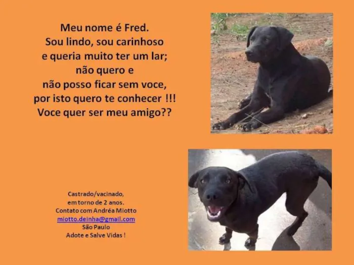 Cachorro ra a SRD idade 1 ano nome Fred