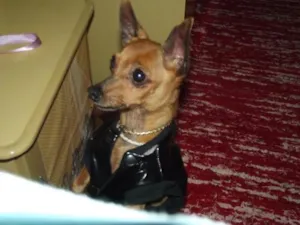 Cachorro raça Pinscher idade 6 ou mais anos nome TOQUINHO GRATIFICA