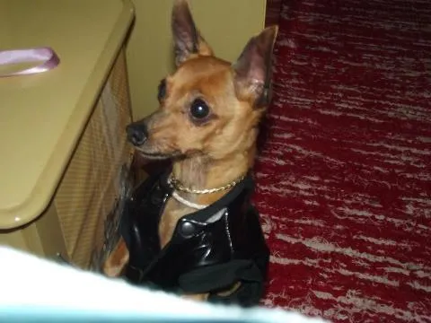 Cachorro ra a Pinscher idade 6 ou mais anos nome TOQUINHO GRATIFICA