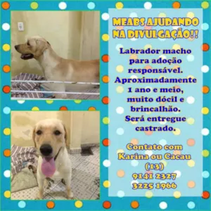 Cachorro raça Labrador idade 1 ano nome Billie
