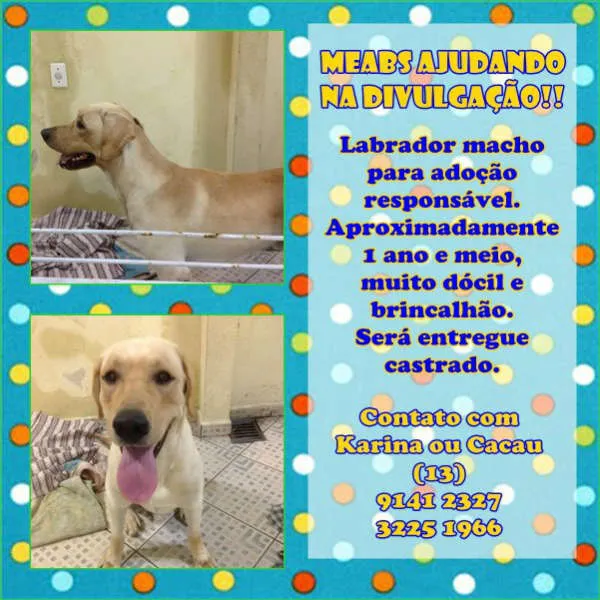 Cachorro ra a Labrador idade 1 ano nome Billie