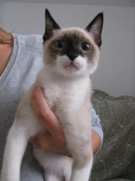 Gato ra a Mestiço Siames idade 2 a 6 meses nome Joca