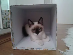 Gato raça Mestiço Siames idade 2 a 6 meses nome Joca