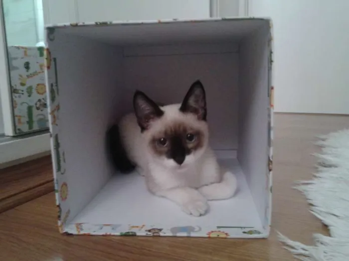 Gato ra a Mestiço Siames idade 2 a 6 meses nome Joca