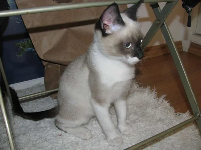 Gato ra a Mestiço Siames idade 2 a 6 meses nome Joca