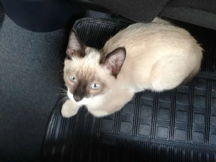 Gato ra a Mestiço Siames idade 2 a 6 meses nome Joca