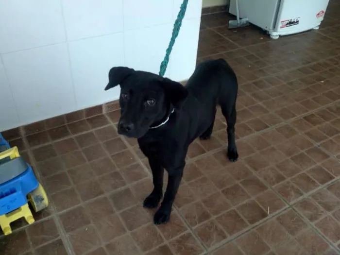 Cachorro ra a labrador idade 7 a 11 meses nome coca cola