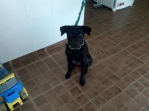 Cachorro raça labrador idade 7 a 11 meses nome coca cola