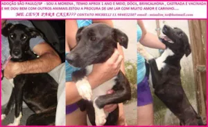 Cachorro raça SRD idade 2 anos nome Morena
