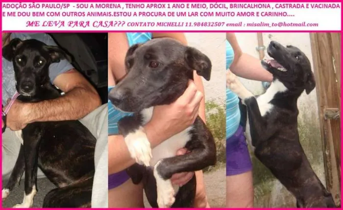Cachorro ra a SRD idade 2 anos nome Morena