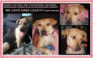 Cachorro raça SRD idade 2 anos nome Bicky