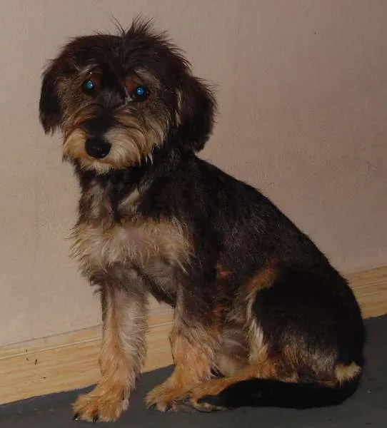 Cachorro raça srd idade 2 a 6 meses nome cissa