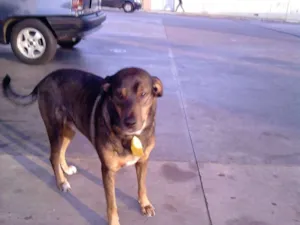 Cachorro raça vira lata idade 6 ou mais anos nome bob