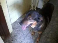Cachorro raça vira idade 6 ou mais anos nome bob GRATIFICA
