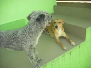Cachorro raça Indefinida idade 7 a 11 meses nome Pipe