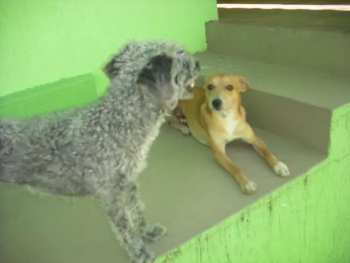 Cachorro ra a Indefinida idade 7 a 11 meses nome Pipe