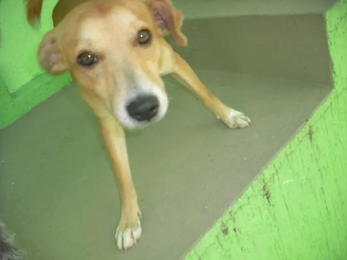 Cachorro ra a Indefinida idade 7 a 11 meses nome Pipe