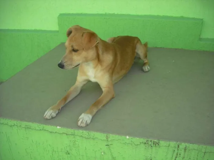 Cachorro ra a Indefinida idade 7 a 11 meses nome Pipe