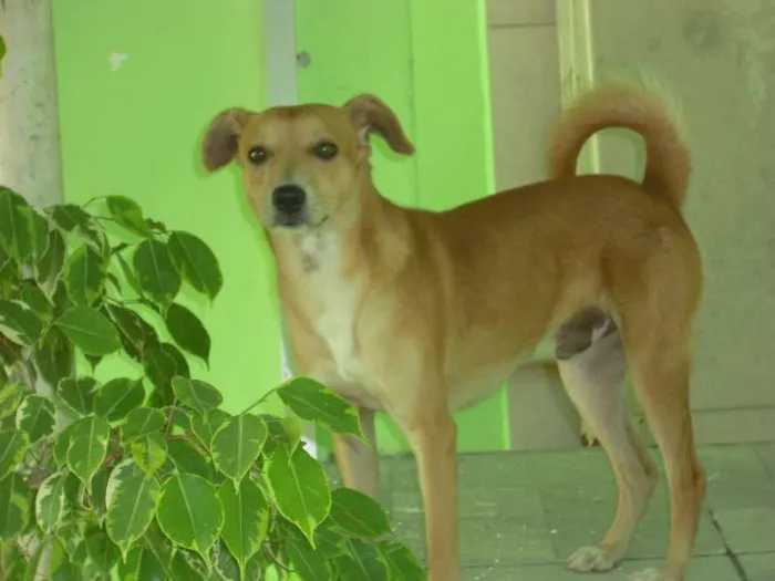 Cachorro ra a Indefinida idade 7 a 11 meses nome Pipe