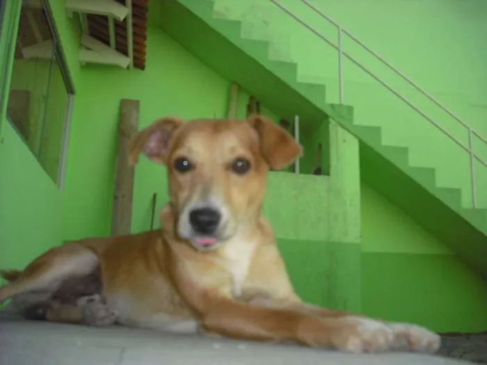 Cachorro ra a Indefinida idade 7 a 11 meses nome Pipe