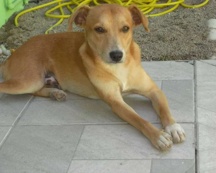 Cachorro ra a Indefinida idade 7 a 11 meses nome Pipe