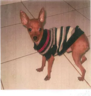 Cachorro raça Pinscher idade 4 anos nome Zeus GRATIFICA