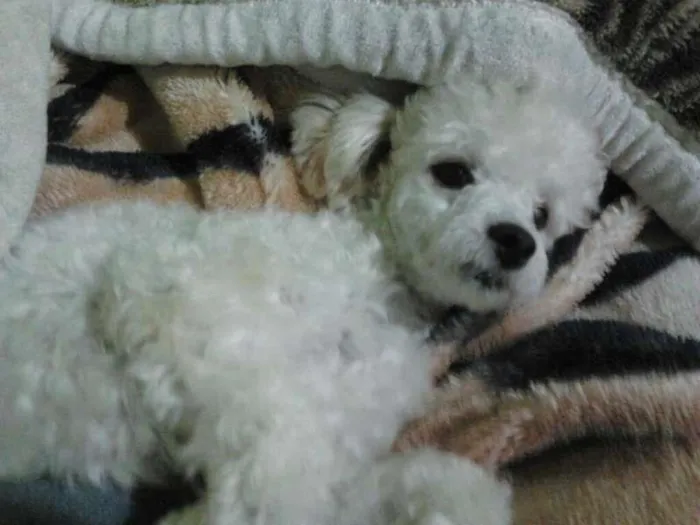 Cachorro ra a Poodle idade 1 ano nome chaiene