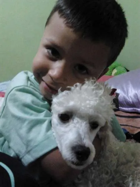 Cachorro ra a Poodle idade 1 ano nome chaiene