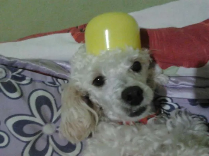 Cachorro ra a Poodle idade 1 ano nome chaiene